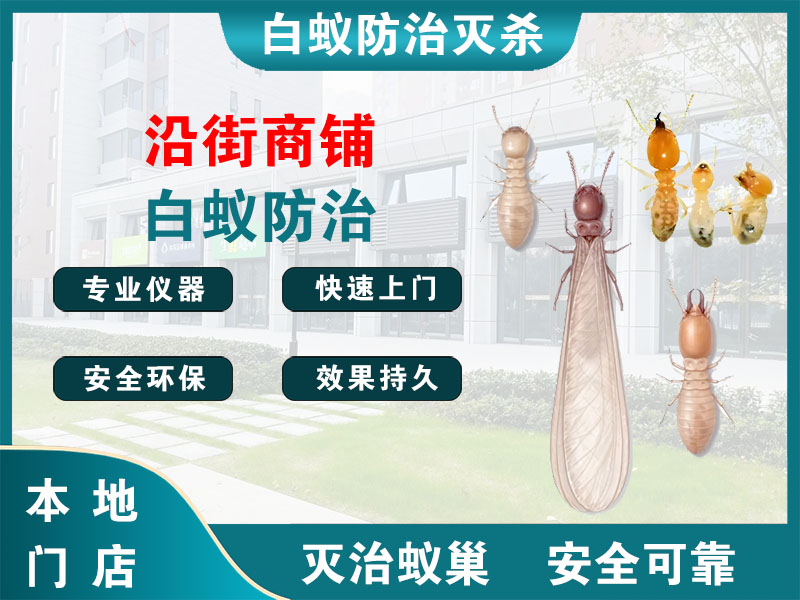 路桥沿街商铺白蚁防治