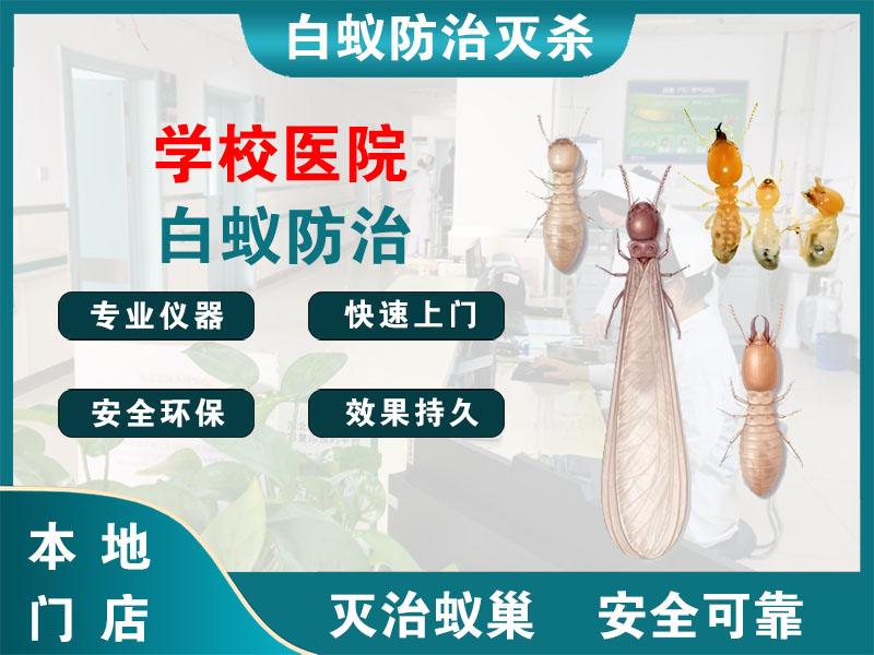 路桥学校医院白蚁防治