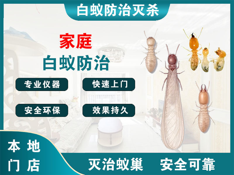 路桥家庭白蚁防治
