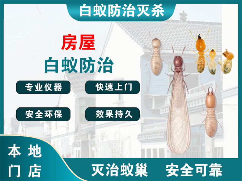路桥房屋白蚁防治